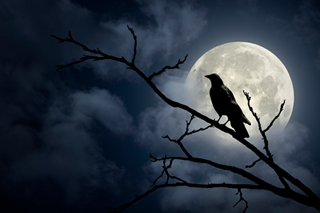 crow and moonlight noho senior arts colony 2022
