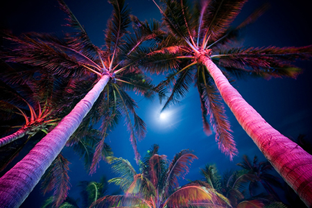 color lights on palm trees noho senior arts colony